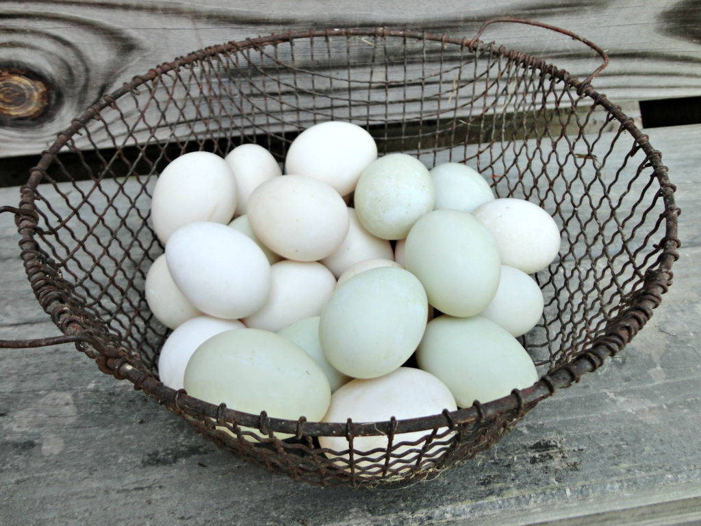 What Color Are Ancona Duck Eggs At Carl Bills Blog What Color Are Ancona Duck Eggs At Carl Bills Blog